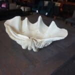 Fiori Schelp XXL  Decoratie Showroommodel 1